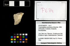 Foto (Objekt + Etikett) von Cracensigillatus acutirostrus (Moericke, 1889)  (NHMW-GEO-2014-0194-0674)